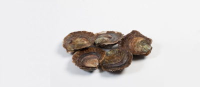 4/0 zeeuwse platte oester per 24