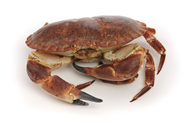 Gekookte krabben